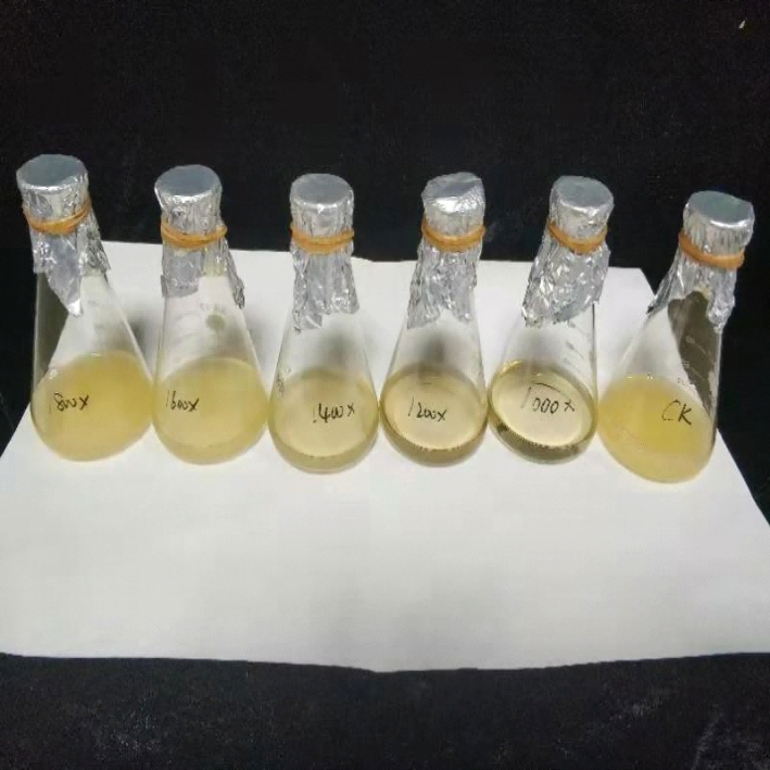 叶安白叶枯菌试验